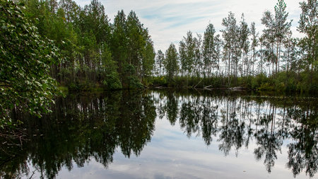 reflection of trees in the water of a forest lake in summer