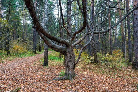 autumn forest with old tree trunks and colorful foliage.の写真素材