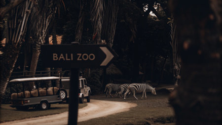 A captivating scene unfolds with zebras grazing near a wildlife park entrance. Lush tropical foliage frames the area, while safari vehicles and a directional sign add to the dynamic roadside view.の素材