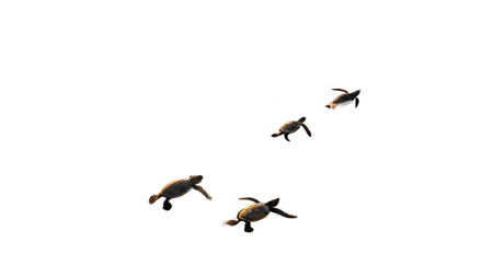 Four newly hatched baby sea turtles embark on a fragile journey in the warm ocean water. These adorable young marine creatures are seen swimming in a top-down view, navigating their new aquatic habitat under the golden sunlight.の素材