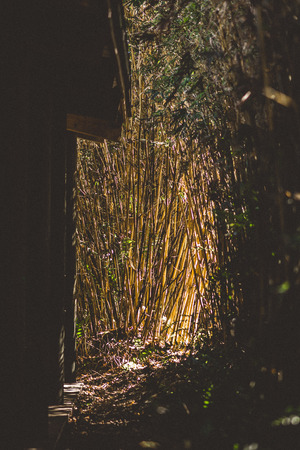 Alley leading to bamboo forest framed with pillarsの写真素材