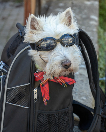 Scottish biker terrier with his motorcycle glasses in a travel bagの写真素材