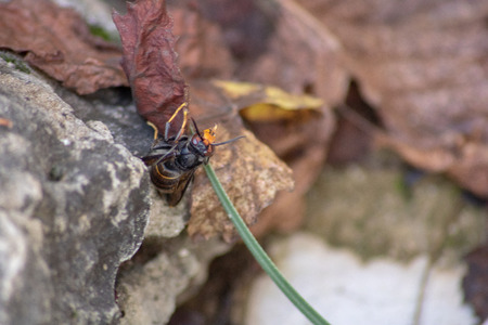 Macro of Asian hornet climbing a grass