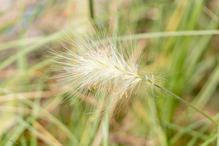 Graminaceous plant of Provence Franceの写真素材