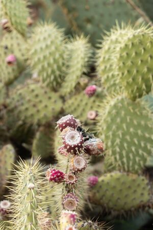 Red prickly pears on their cactus cluster, agriculture of the Mediterranean islandsの写真素材