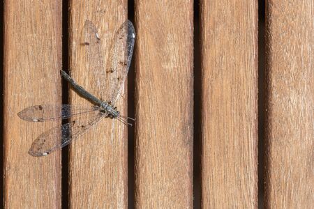 Dragonfly with iridescent wings - iridescent - shiny - pearly - seen in flat lay