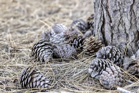 pine cones at the foot of an umbrellaの写真素材