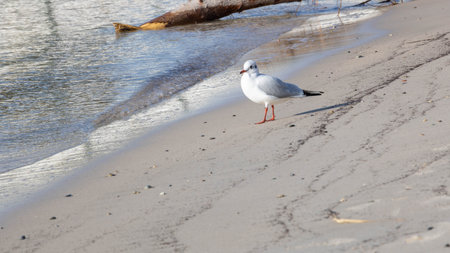 Seagull on the shore of the Baltic Sea in winter.