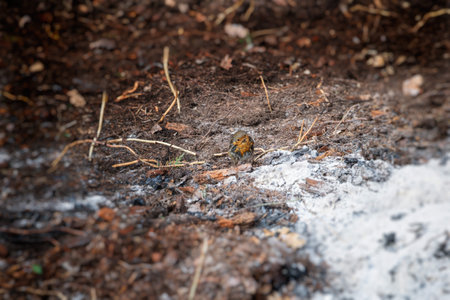 A robin is searching for food in the ground in the forest.