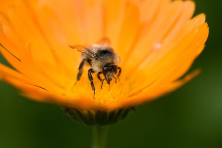 close up of a bee on a flower, macro, shallow DOFの写真素材