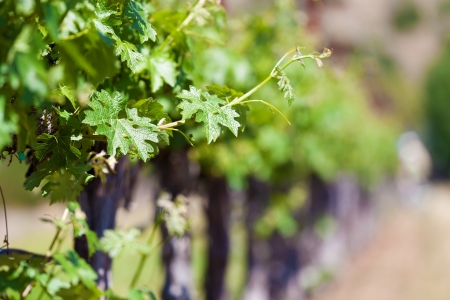 close-up of a early vine sprig without grapesの写真素材