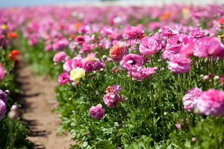 beautiful view of gorgeous blooming ranunculusesの写真素材