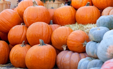 pile of beautiful orange and grey pumpkins at pumpkin patchの写真素材