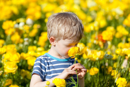 cute little boy smelling the flower at gorgeous blooming ranunculus field の写真素材