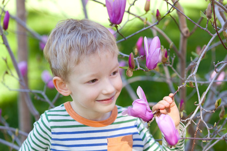 cute little boy smelling flowers at beautiful blooming magnolia treeの写真素材