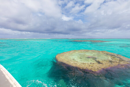 beautiful purple corals underwater, aitutaki lagoon, cook islandsの写真素材