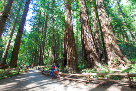 family enjoying redwood forest in californiaの写真素材