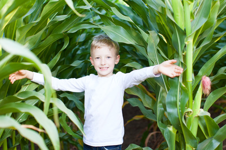 little boy having fun at corn maze at pumpkin patch at autumnの写真素材