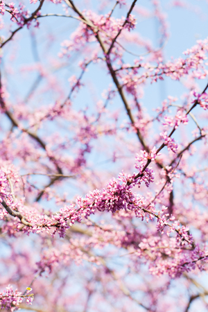 view of blooming tree branches at springの写真素材