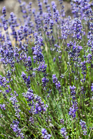 view of beautiful blooming lavenderの写真素材