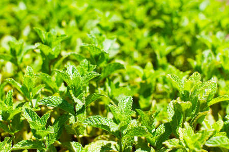 close-up view of fresh growing mintの写真素材