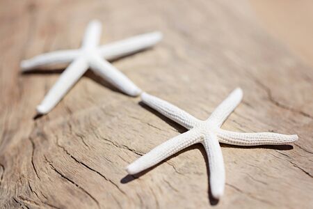 close-up of two starfish at the beach, vacation conceptの写真素材