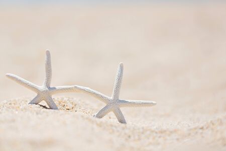 close-up of two starfish in the sand at the beach, vacation conceptの写真素材