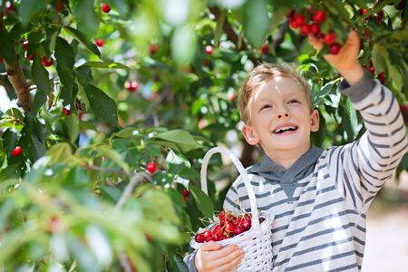 cheerful positive boy with basket full of cherry berries enjoying spring family activity picking berries from the tree during u-pick season at the farmの写真素材