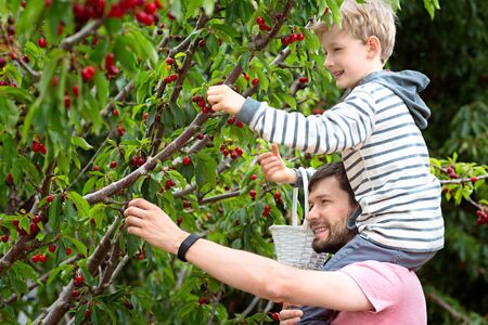 cheerful positive boy sitting on his father shoulders enjoying spring family activity picking cherry berries from the tree during u-pick season at the farmの写真素材