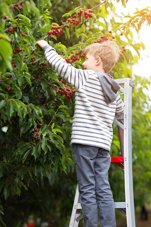 cheerful positive boy standing at the ladder enjoying spring family activity picking cherry berries...