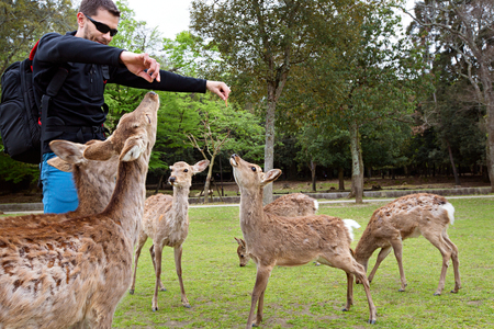young man tourist feeding deer at the park in nara, japanの写真素材