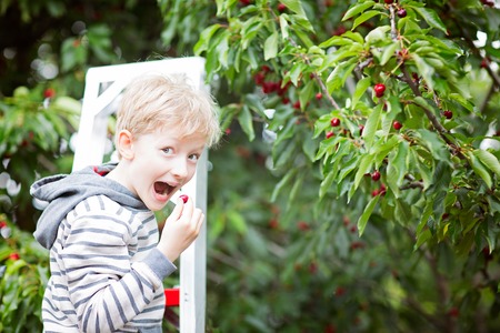 playful boy picking cherries and eating berries in the orchard standing on the ladder, healthy eating and activity concept, copy space on rightの写真素材