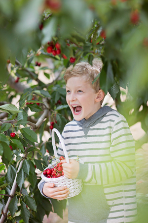 playful laughing boy picking cherries in the orchard holding basket full of berries, healthy eating and activity conceptの写真素材