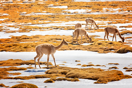group of vicunas or vicugnas, south american camelids, grazing in altiplano region of atacama desert in chileの写真素材