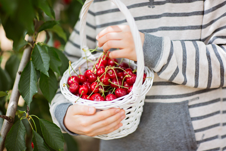 close-up of basket full of cherry berries, child holding the basket, healthy eating conceptの写真素材