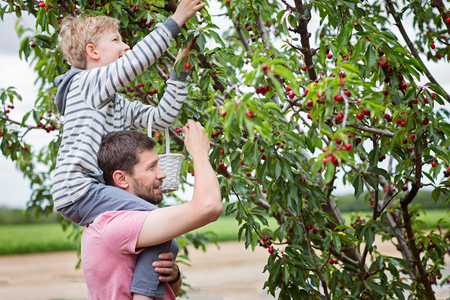 family of two, father and son, picking cherries in the tree orchard, son sitting on his father shouldersの写真素材