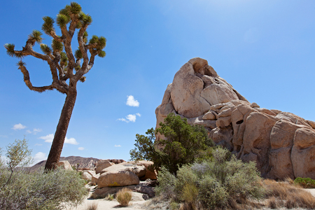 view of joshua tree national park in california, usaの写真素材