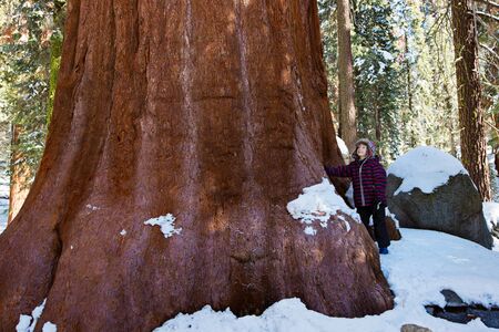 little boy enjoying the view of giant sequoia tree in sequoia national park during winter, active vacation conceptの写真素材