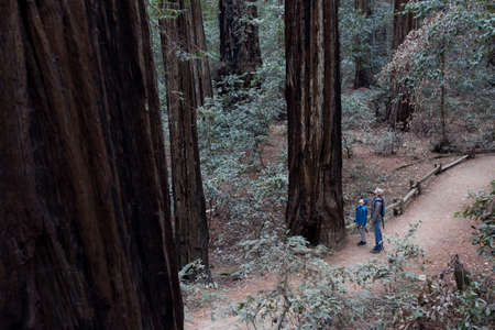 family of two, father and son, enjoying hike in redwood/sequoia forest, active family lifestyle conceptの写真素材
