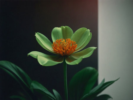 Green bloom in the dark. A close-up of a vibrant green flower with soft green leaves, set against a dark backgroundの素材
