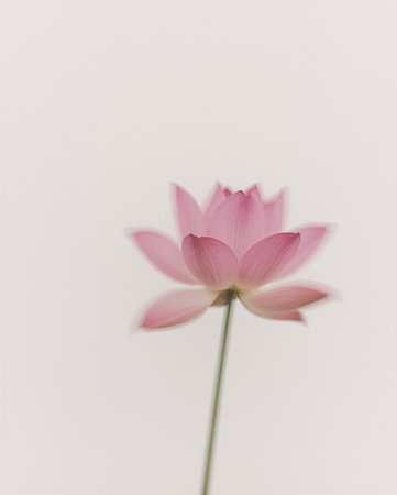 A single pink lotus flower captured with a soft, intentional motion blur against a minimalist pale backgroundの素材