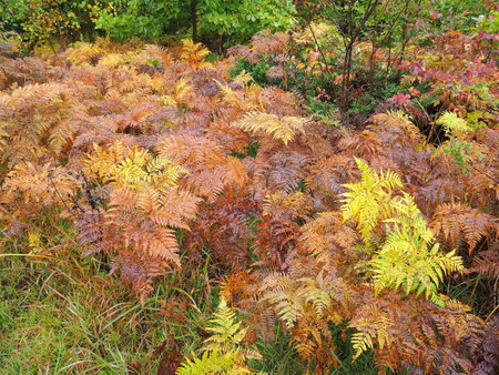 Autumn leaves of Norikura Highlandsの写真素材