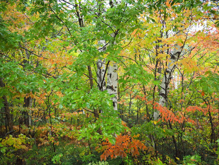 Autumn leaves of Norikura Highlandsの写真素材