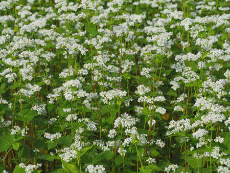 Buckwheat flowersの写真素材