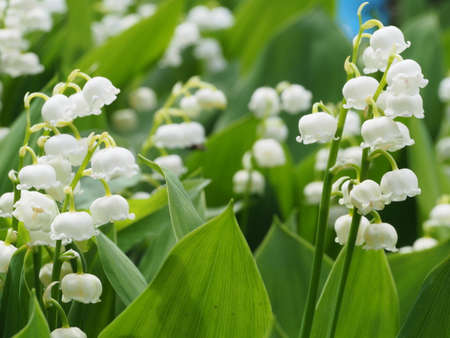 Suzurun Flowers