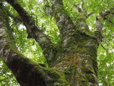 Look up at the beech treeの写真素材