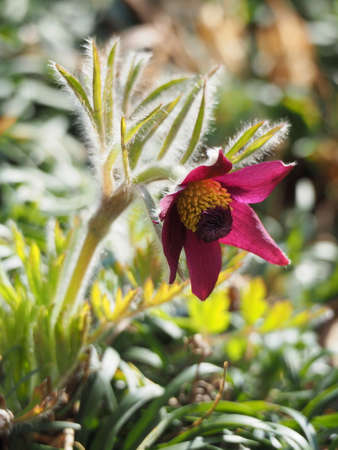 Flowering of okinagusa