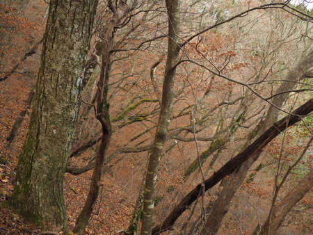 Early winter forest with fallen leavesの写真素材