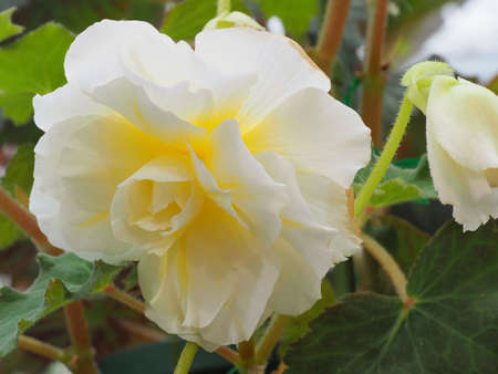 Begonia flowersの写真素材