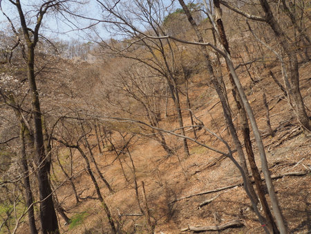 Low mountain forest in springの写真素材